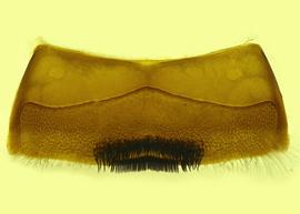   Anthidium banningense  male, ventral view of fourth sternum (S4), photo from Gonzalez and Griswold 2013 
